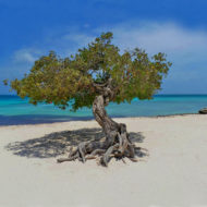 Aruba's most photographed fofoti