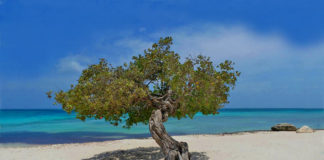 Aruba's most photographed fofoti