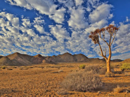 The landscape contains one of the richest desert flora in the world