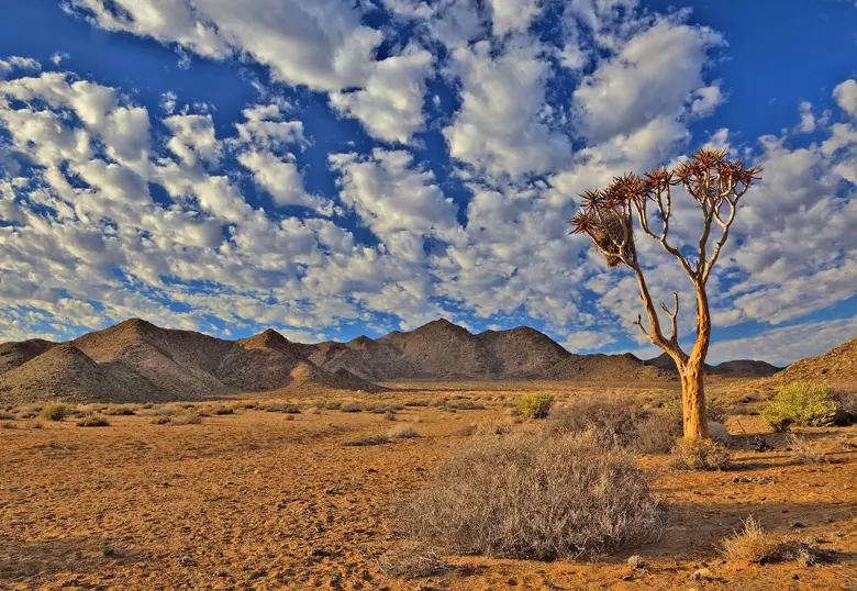 The landscape contains one of the richest desert flora in the world