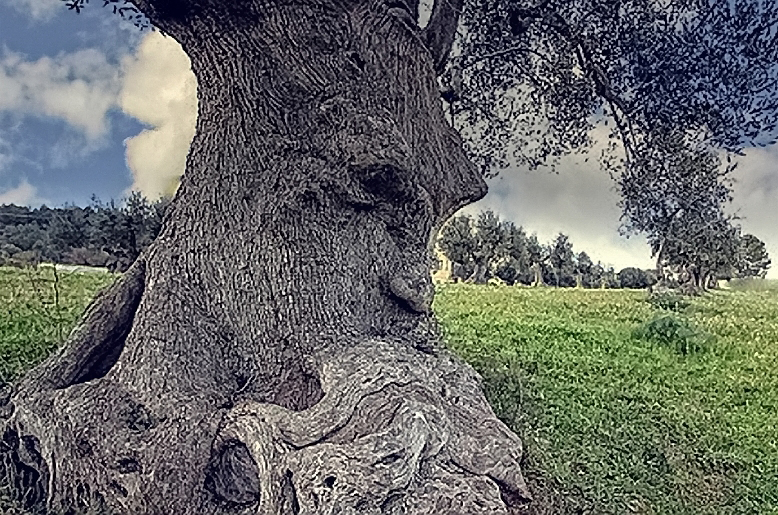 A mystical & wise Olive Tree in Puglia #Italy