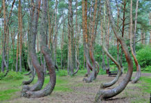 The Crooked forest is a grove of strangely formed pine trees near the town of Gryfino in western Pomerania, Poland.