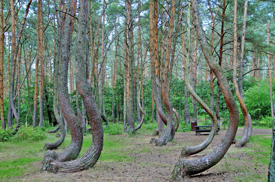 The Crooked forest is a grove of strangely formed pine trees near the town of Gryfino in western Pomerania, Poland.
