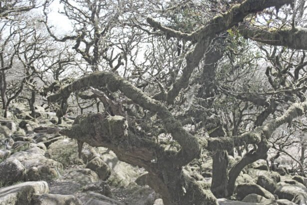 Wistman's Wood is a 3.5 hectare oak forest located at an altitude of 380-410 meters in the West Dart valley, in Dartmoor, Devon, England,United Kingdom.