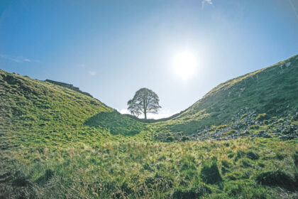 The Sycamore Gap Tree, also known as the Robin Hood Tree, was a sycamore tree that grew next to Hadrian's Wall near Crag Lough, northwest of Bardon Mill in Northumberland, England,United Kingdom.
