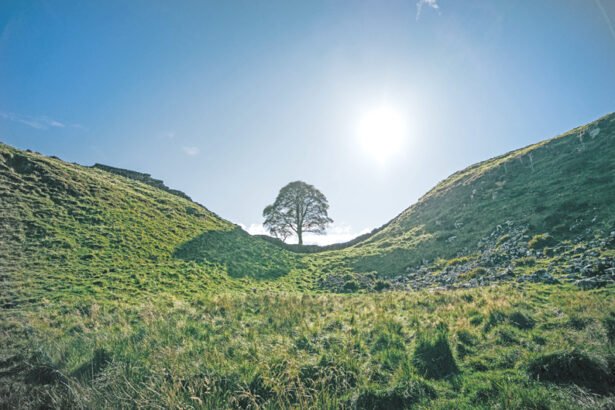 The Sycamore Gap Tree, also known as the Robin Hood Tree, was a sycamore tree that grew next to Hadrian's Wall near Crag Lough, northwest of Bardon Mill in Northumberland, England,United Kingdom.