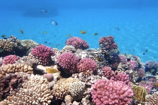 The Great Astrolabe Reef located in Fiji, an island country in Melanesia, part of Oceania in the South Pacific Ocean.