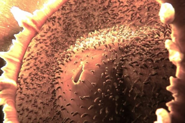 Anilao, located in Mabini in the Philippines, is known as one of the richest diving spots in the Asia-Pacific region.