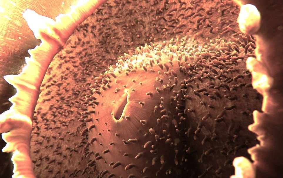 Anilao, located in Mabini in the Philippines, is known as one of the richest diving spots in the Asia-Pacific region.