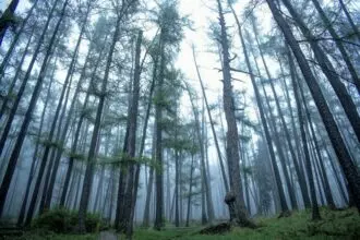 Bogd Khan Uul ("Mountain of the Holy Khan"), also known as Choybalsan Uul, is a mountain located in the Khentii Mountains in the Töv aimag in Mongolia.