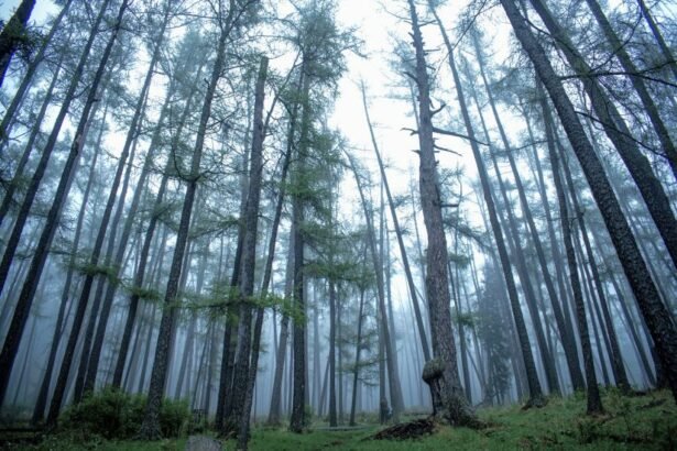 Bogd Khan Uul ("Mountain of the Holy Khan"), also known as Choybalsan Uul, is a mountain located in the Khentii Mountains in the Töv aimag in Mongolia.