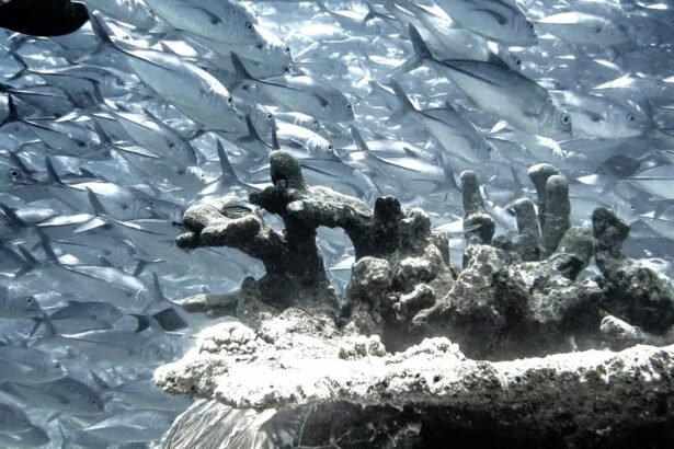 Sipadan is one of the world's best diving destinations.