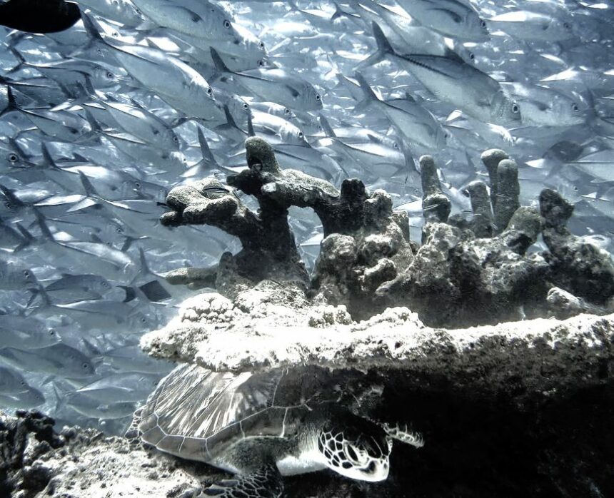 Sipadan is one of the world's best diving destinations.