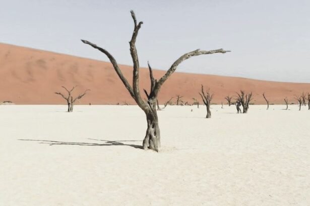 Dead Vlei is a wilderness area wich is located near the famous Sossusvlei Salt Flats in the Namib Desert, Namibia.