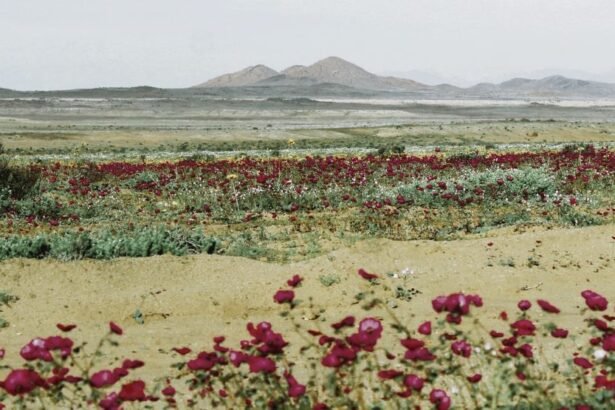 The Blooming Atacama Desert is a climatic phenomenon that occurs in the Atacama Desert, mainly in the Region of Atacama in Chile.