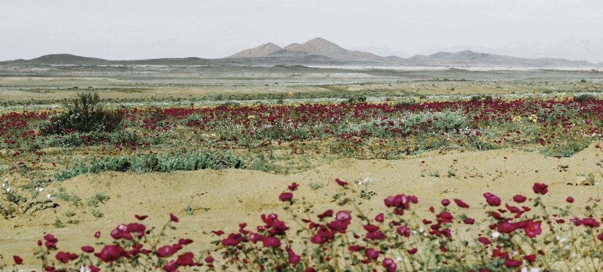 The Blooming Atacama Desert is a climatic phenomenon that occurs in the Atacama Desert, mainly in the Region of Atacama in Chile.