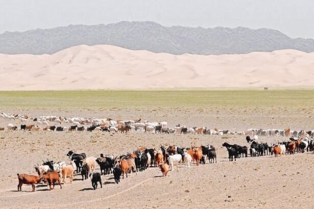The Gobi Desert, is a large dry area in Central Asia, Mongolia and the People's Republic of China.