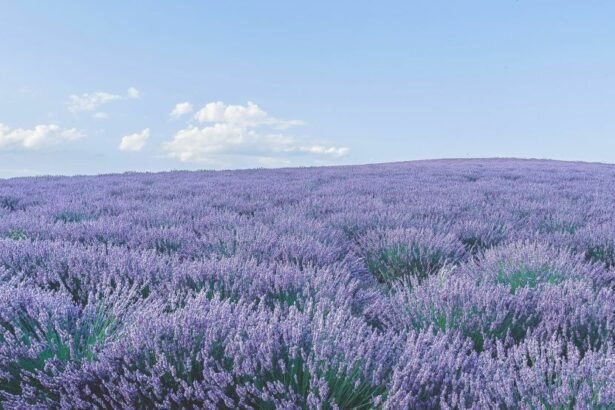 Sault is a village located in the Vaucluse department, in the Provence-Alpes-Côte d'Azur region, in southeastern France.