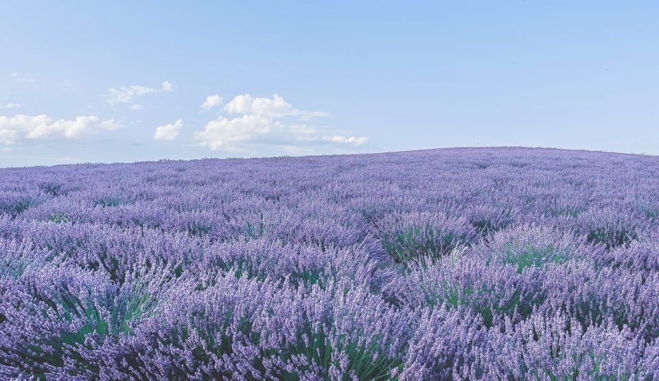 Sault is a village located in the Vaucluse department, in the Provence-Alpes-Côte d'Azur region, in southeastern France.