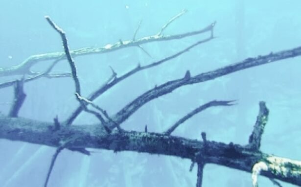 The submerged forest is located in Lake Traful , a lake in the Los Lagos Department , a province of Argentina, located in the west of the country, at the northern end of Patagonia.