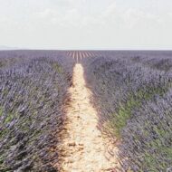 The Plateau de Valensole located in the south of the Alpes-de-Haute-Provence , a region in southern east of France.