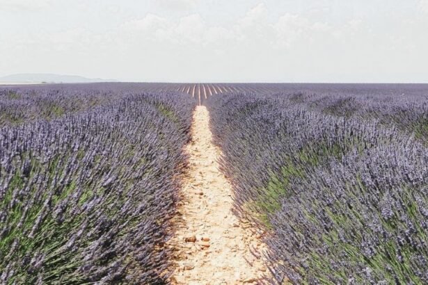 The Plateau de Valensole located in the south of the Alpes-de-Haute-Provence , a region in southern east of France.