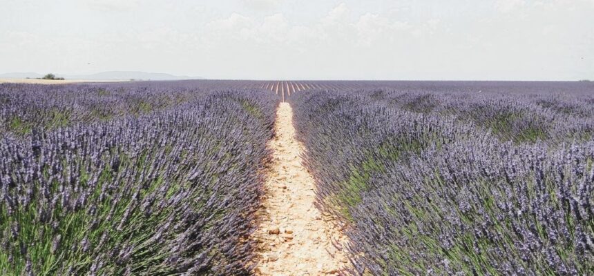 The Plateau de Valensole located in the south of the Alpes-de-Haute-Provence , a region in southern east of France.