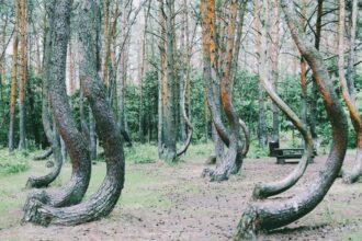 The Crooked Forest is a natural curiosity in Gryfino County located in Western Pomerania, Poland.