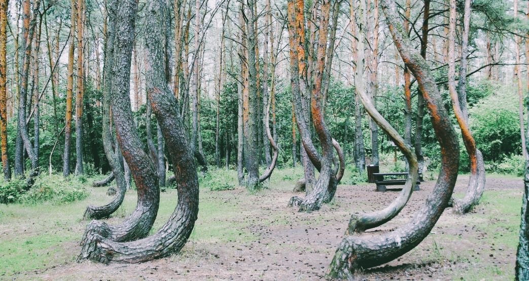 The Crooked Forest is a natural curiosity in Gryfino County located in Western Pomerania, Poland.