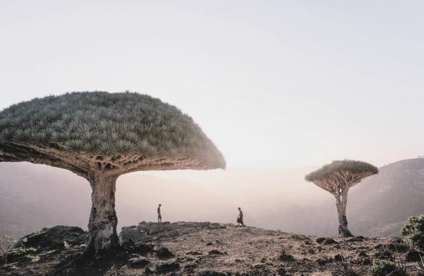 The Socotra dragon tree or dragon blood tree, is a dragon tree native to the Socotra archipelago, part of Yemen, located in the Arabian Sea.