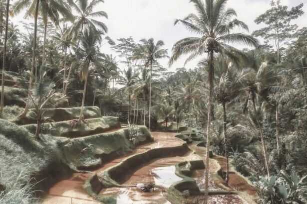 The Tegalalang Rice Terraces is located in the village of Tegalalang on the island of Bali,Indonesia.