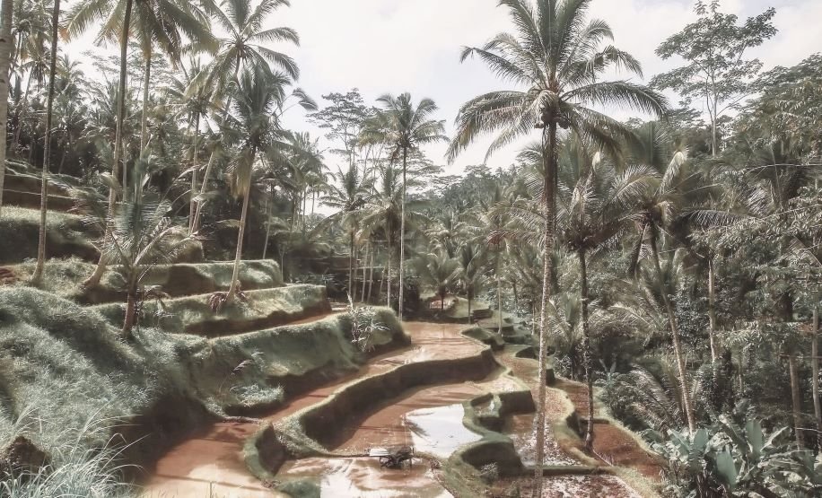 The Tegalalang Rice Terraces is located in the village of Tegalalang on the island of Bali,Indonesia.