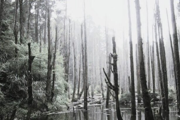 Wangyou Forest is a natural landscape and a tourist spot located in Lugu Township, Nantou County ,Taiwan.