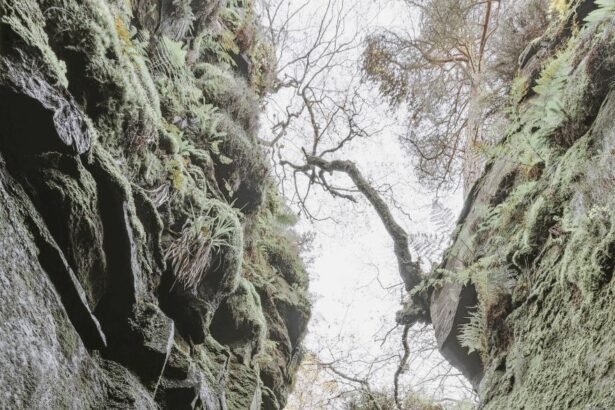 Lud's Church is a deep chasm, in the woodland of the Peak District in Staffordshire, England ,United Kingdom.