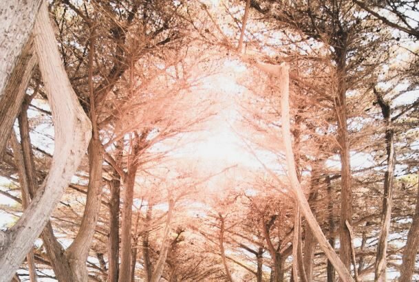 Portsea is a seaside town on the Mornington Peninsula in Melbourne, Victoria, a state in southeastern Australia.