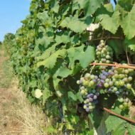 Teran, a black grape variety - ripening in Istria County, western Croatia