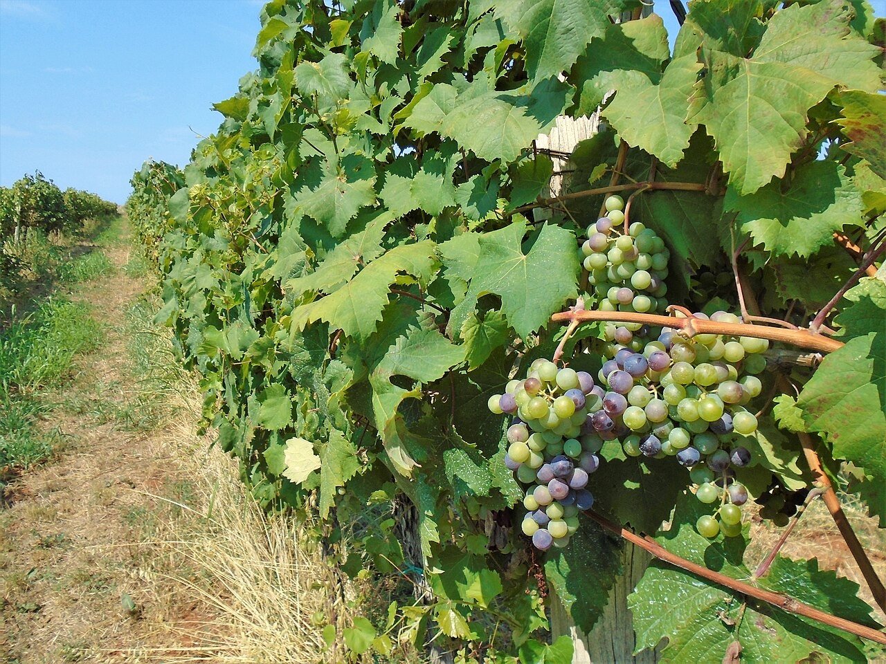 Teran, a black grape variety - ripening in Istria County, western Croatia